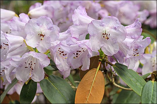 rhododendron campanulatum