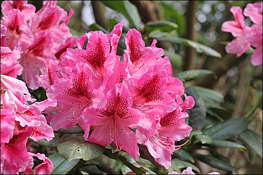 rhododendron cosmopolitan