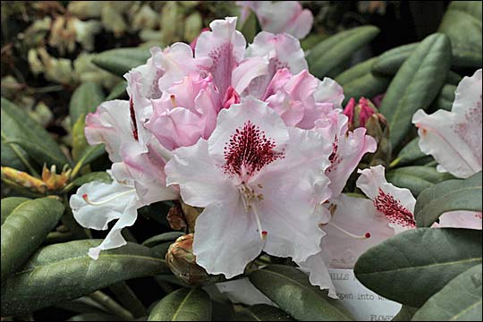 rhododendron Cross Hills Royale
