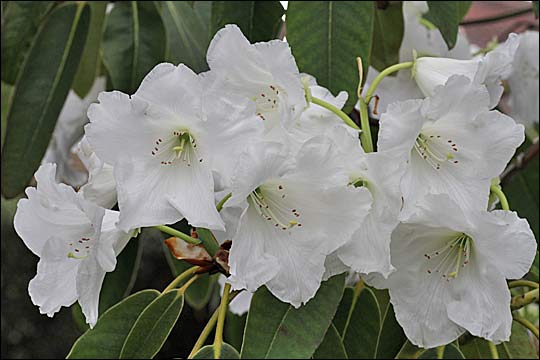 rhododendron griffithianum