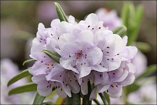 rhododendron hippophaeoides occidentale