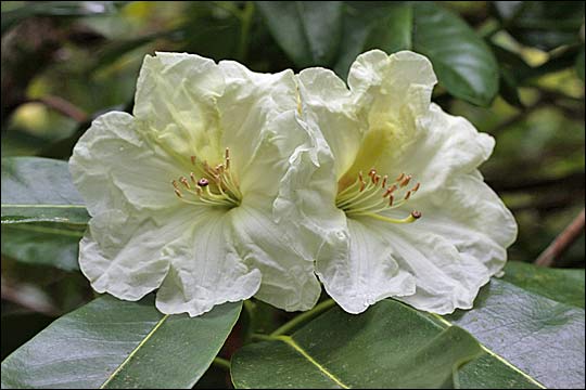 rhododendron