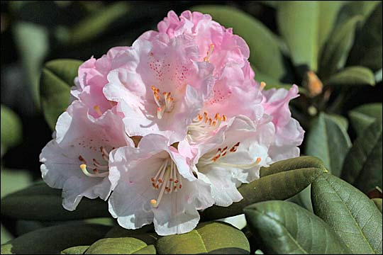 rhododendron