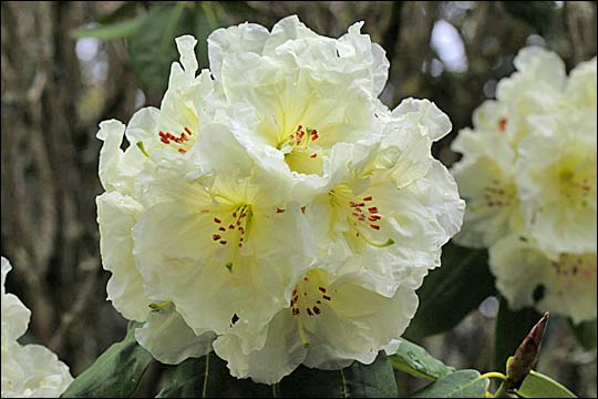 rhododendron