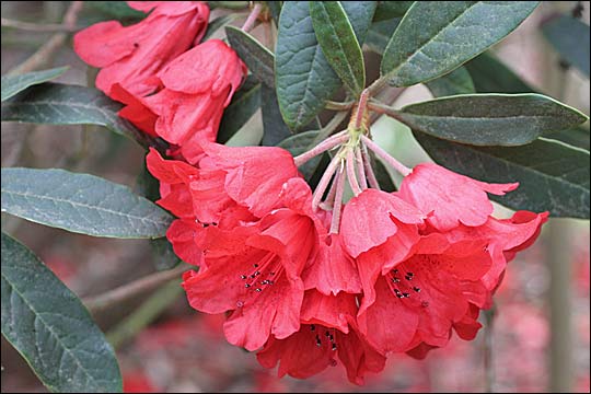 rhododendron siren