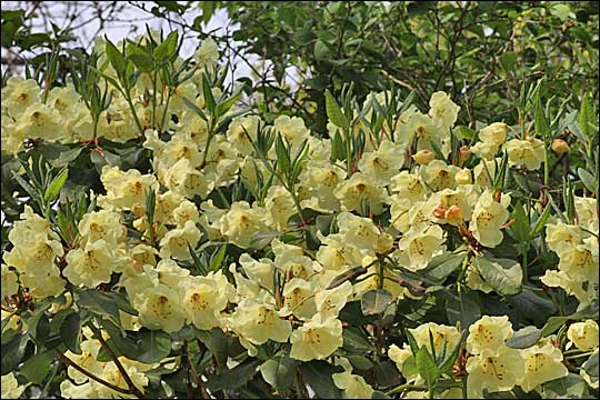 rhododendron wardii