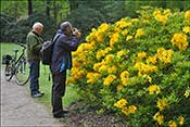 Lovers of beautiful azaleas