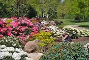 Border rhododendron