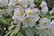 Rhododendron decorum