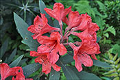 Rhododendron griersonianum