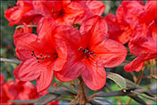 Rhododendron griersonianum