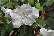 Rhododendron Lady Alice Fitzwilliam