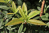 Rhododendron spinuliferum