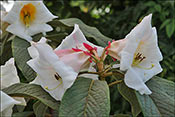 Rhododendron nuttallii