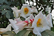 Rhododendron nuttallii