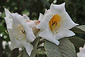 Rhododendron nuttallii