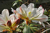 Rhododendron chunnienii