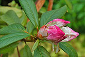 Rhododendron ludwigianum