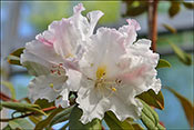 Rhododendron ludwigianum