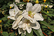 Rhododendron maddenii