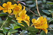 Rhododendron laetum