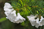 Rhododendron taxifolium