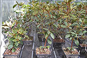 Rhododendrons alborugosum (Vireya)