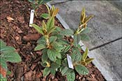 Rhododendron edgeworthii