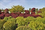 Maple foliage of different colors.