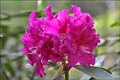 Rhododendron Madame Cochet.Old French hybrid ever seen in France.