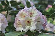 Rhododendron Maisone.