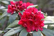 Rhododendron Trilby.