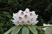 Inflorescence vieille