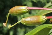 Deux capsules de graines