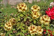 Rhododendron Hachman's Goldsprenkel