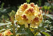 Rhododendron Hachman's Goldsprenkel