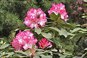 Rhododendron Lem's Monarch