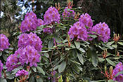 Rhododendron ? 