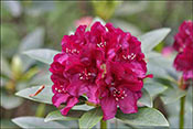 Rhododendron ? 