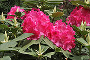 Rhododendron Germania