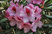Rhododendron Diadem