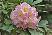 Rhododendron Feenschleier