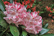 Rhododendron Valerie. Je n'ai rien trouv  son sujet ? 