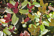 Tantt des feuilles rouges, tantt des feuilles vertes sur le rhododendron Elizabeth Lockart