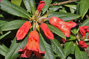Le calice du rhododendron Fabia