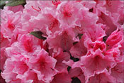 Le rhododendron Hydon Dawn est trs florifre