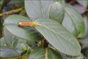 Le ptiole et le bord des feuilles du R. johnstoneanum