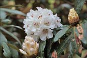 Un R. arboreum blanc ce qui n'est pas courant.