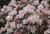 Rhododendron Charisma