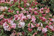 Rhododendron Countess of Haddington